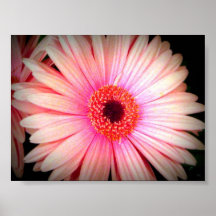 Flor rosada poster