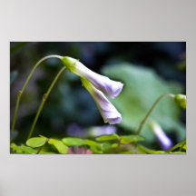 Flor rosada impresiones