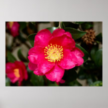 Flor rosada impresiones