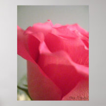 Flor rosada poster