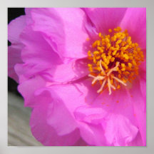 flor rosada impresiones