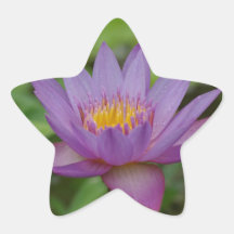 Flor rosada púrpura del lirio de agua calcomanías forma de estrella personalizadas