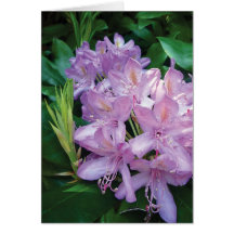 Flor rosada púrpura del rododendro toda la tarjeta