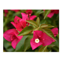 flor rosada/púrpura tarjetas postales