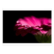 flor rosada tarjetas postales