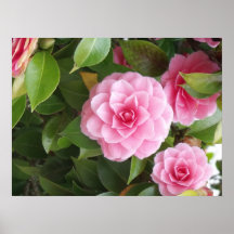 flor rosado impresiones