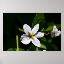 Flor salvaje blanca en el poster de las montañas d