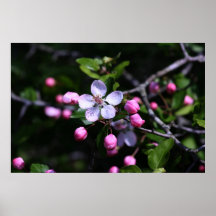Flor salvaje posters