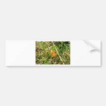 Flor salvaje roja y amarilla etiqueta de parachoque