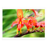 Flor salvaje tarjetas postales