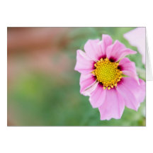 flor salvaje tarjetón