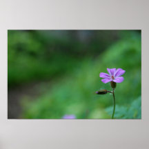 Flor solitaria poster