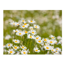 Flor Tarjeta Postal
