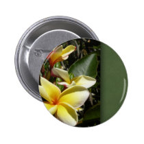 Flor tropical amarilla del plumeria botones
