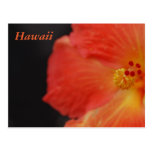 Flor tropical de Hawaii Postales