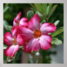 Flor tropical del rosa de desierto posters