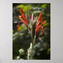 Flor tropical poster