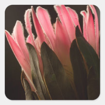 Flor tropical rosada intrépida del Protea Calcomanías Cuadradases