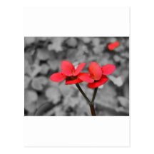 Flor vermelha cartão postal