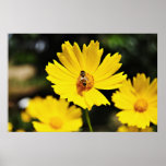 Flor y abeja amarillas del cosmos posters