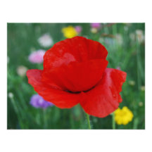 Flor y significado de la amapola comunicado