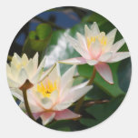 Flor y significado de Lotus Etiqueta