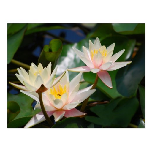 Flor y significado de Lotus Postales