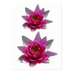 Flor y significado de Lotus Tarjeta Postal