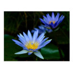 Flor y significado de Lotus Tarjetas Postales