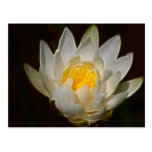 Flor y significado de Lotus Tarjetas Postales