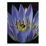 Flor y significado de Lotus Tarjetas Postales