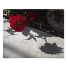 Flor y sombra originales arte fotografico