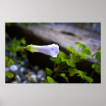 Flor y tablero poster