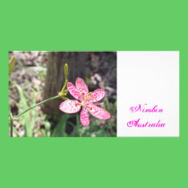 Flora 12 tarjetas fotograficas
