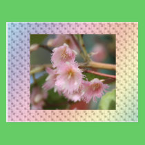 Flora 4 tarjetas postales