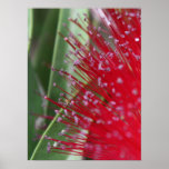 Flora australiana posters