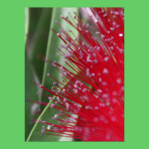 Flora australiana posters