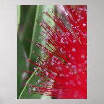 Flora australiana posters