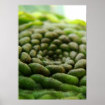 Flora de Kauai Posters