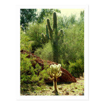 Flora de Phoenix Postal