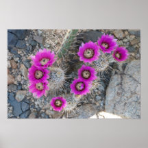 Floración 1 del cactus poster