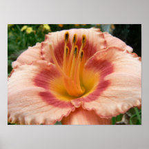 Floración #1 posters