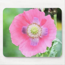 Floración de la amapola - Papaver - somniferum Tapetes De Raton