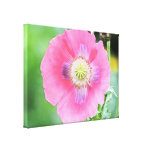 Floración de la amapola - Papaver - somniferum Lienzo Envuelto Para Galerias