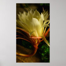 Floración de la noche posters