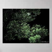 Floración de la noche posters