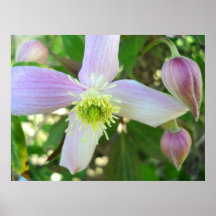 Floración de "Montana" del Clematis con polen Posters