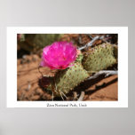 Floración del cactus, parque nacional de Zion Impresiones