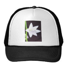 Floración del Hosta Gorra