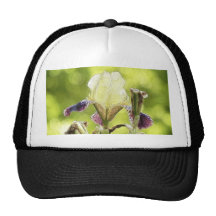 Floración del iris de Sun de la tarde Gorros Bordados